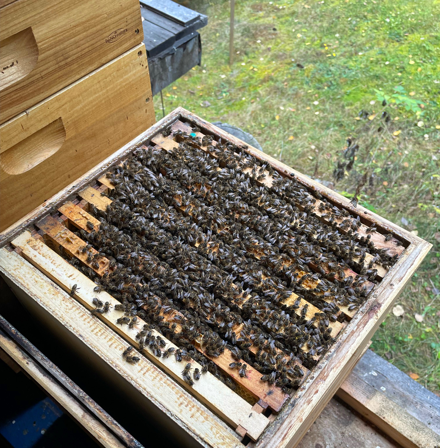 Bergimkerei Guarda, Demeter Bienen, Bienenmagazin,